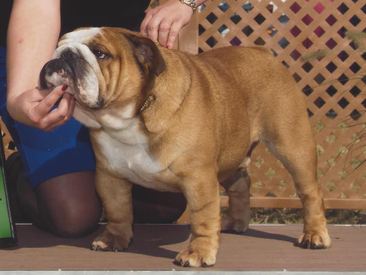 Dezi & Petey Litter breeder image 4