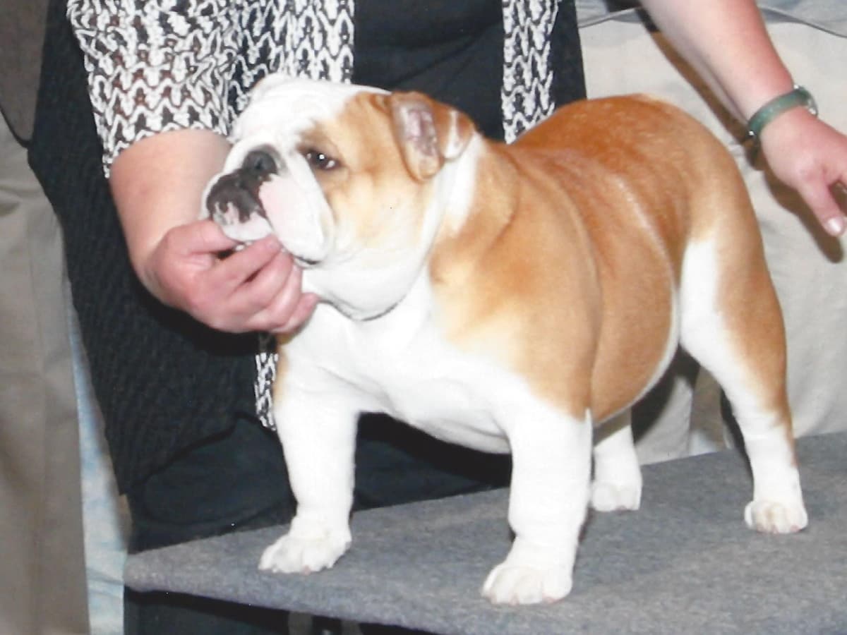 Dezi & Petey Litter breeder image 5