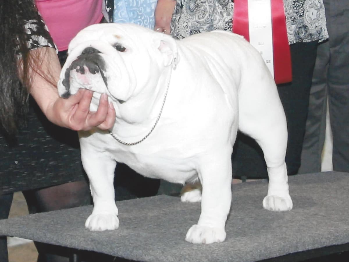 Dezi & Petey Litter breeder image 6