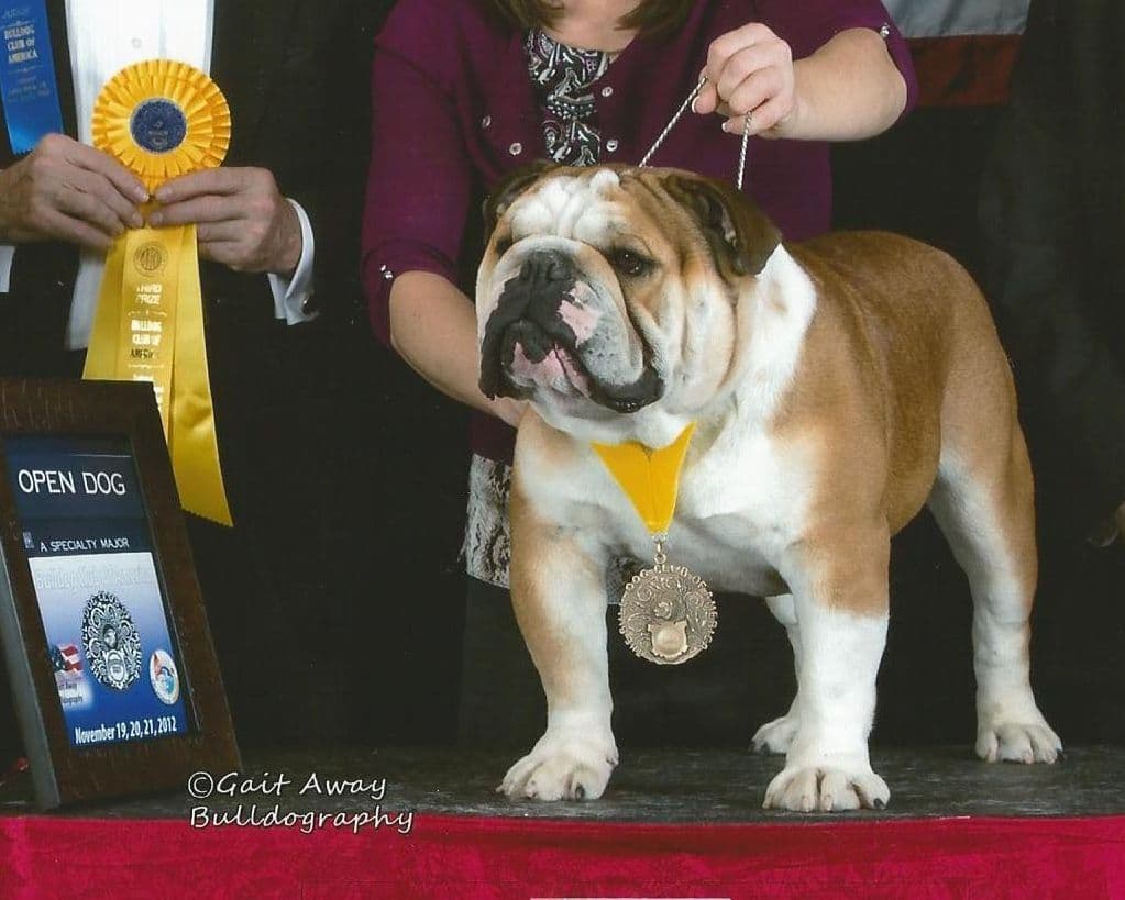 Dezi & Petey Litter breeder image 10