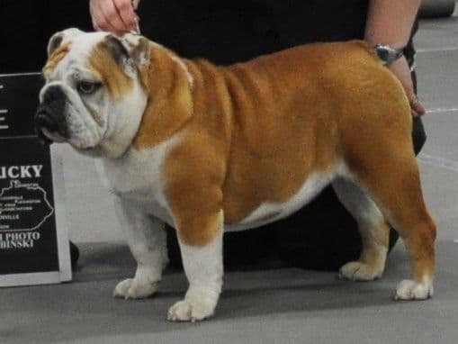 Dezi & Petey Litter breeder image 13