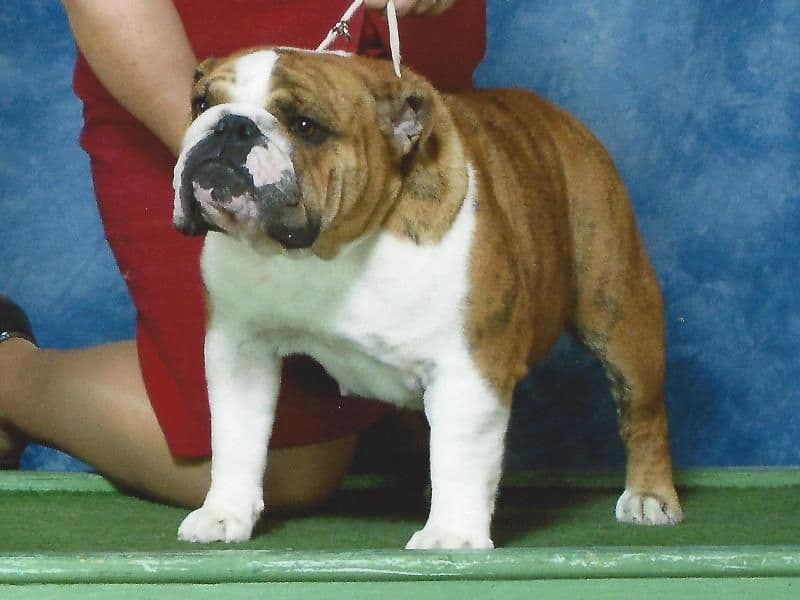 Dezi & Petey Litter breeder image 14