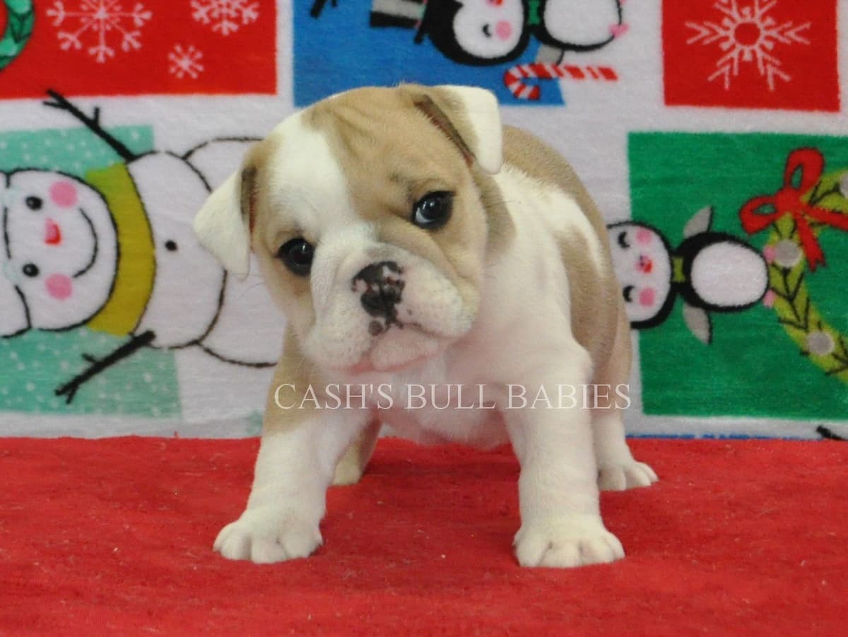 Dezi & Petey Litter breeder image 15