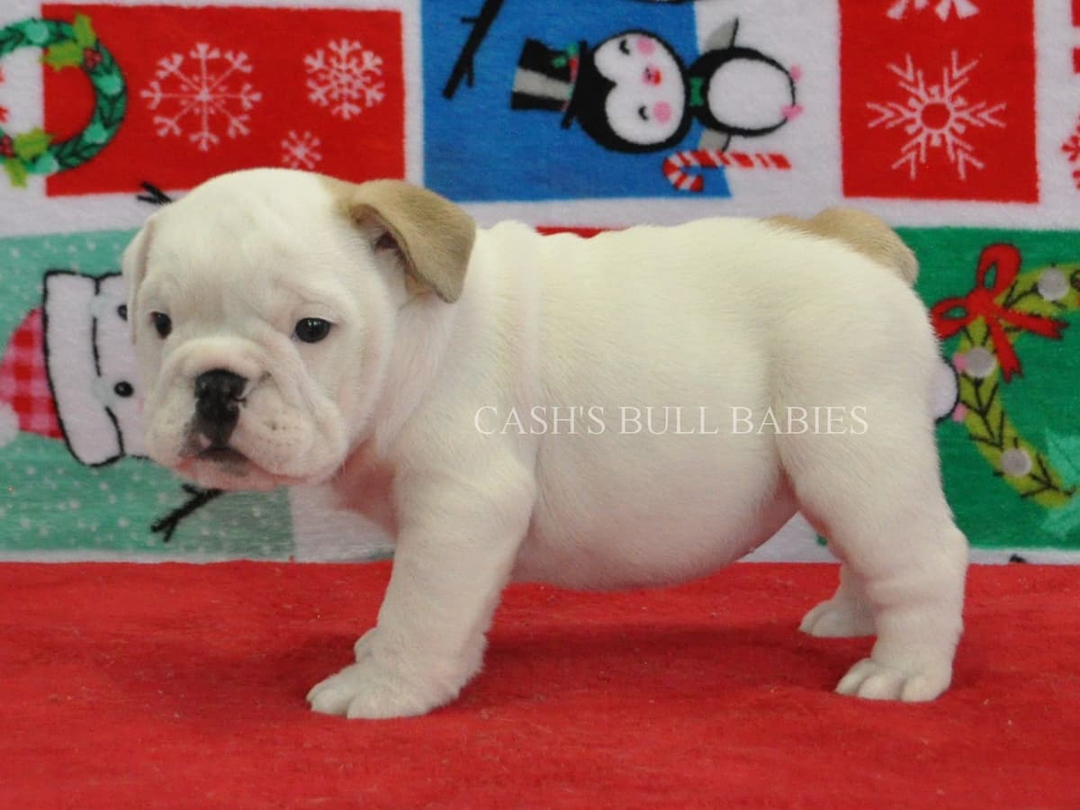Dezi & Petey Litter breeder image 16