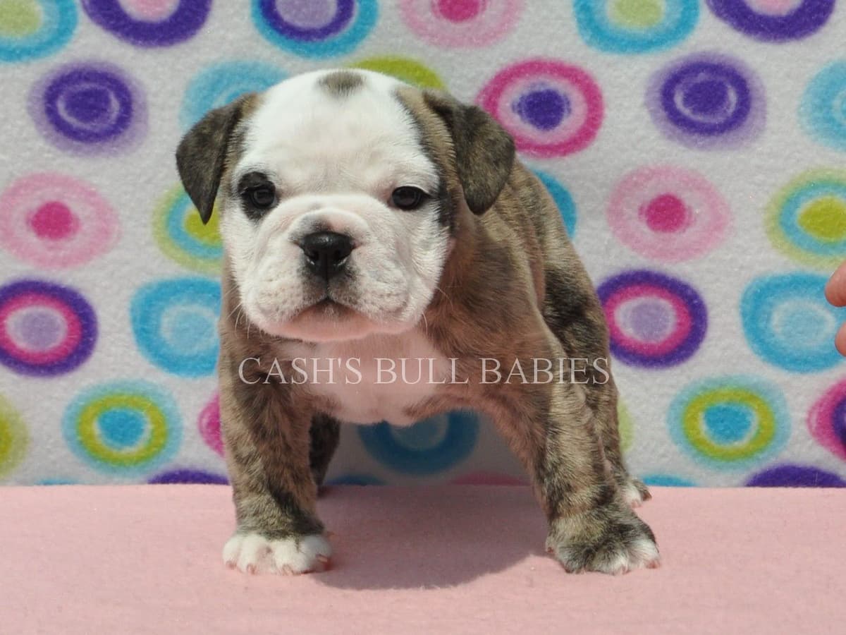 Dezi & Petey Litter breeder image 17