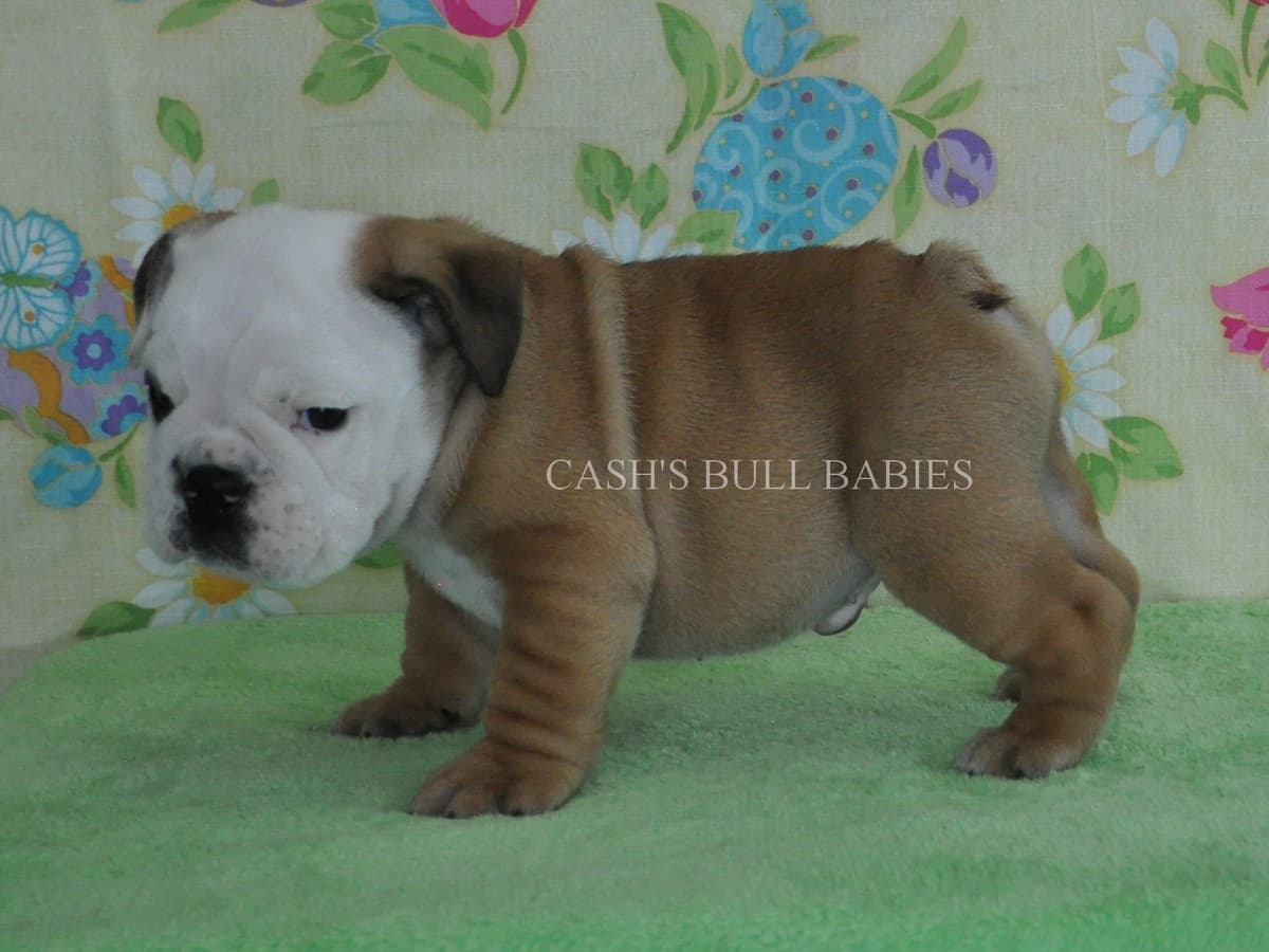 Dezi & Petey Litter breeder image 18