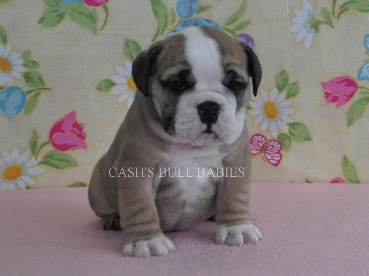 Dezi & Petey Litter breeder image 19