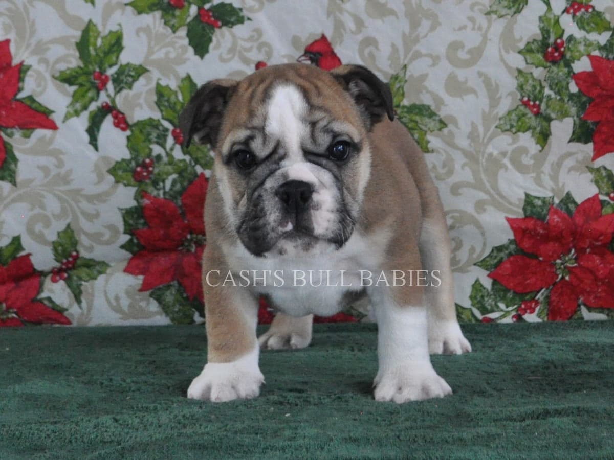 Dezi & Petey Litter breeder image 20