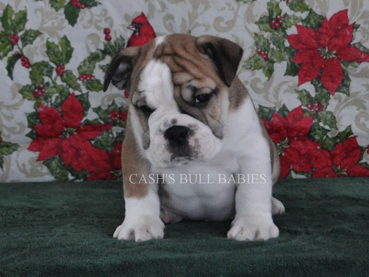 Dezi & Petey Litter breeder image 21