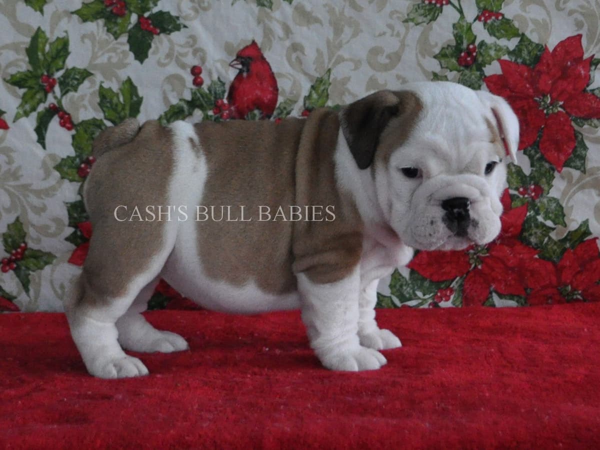 Dezi & Petey Litter breeder image 22