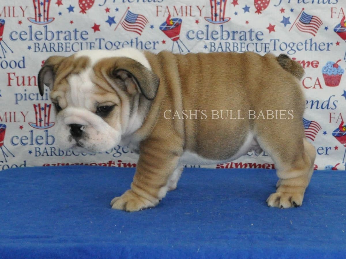 Dezi & Petey Litter breeder image 23