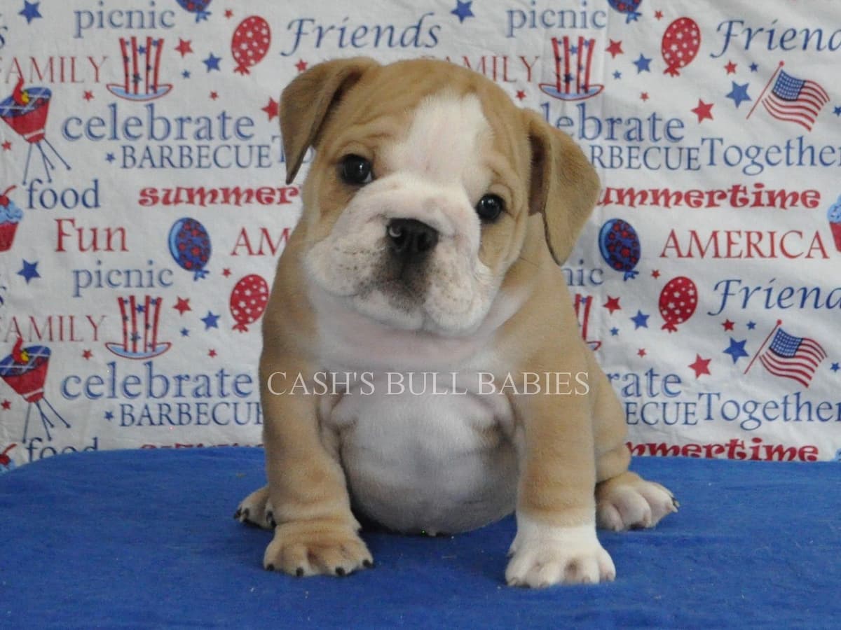 Dezi & Petey Litter breeder image 24