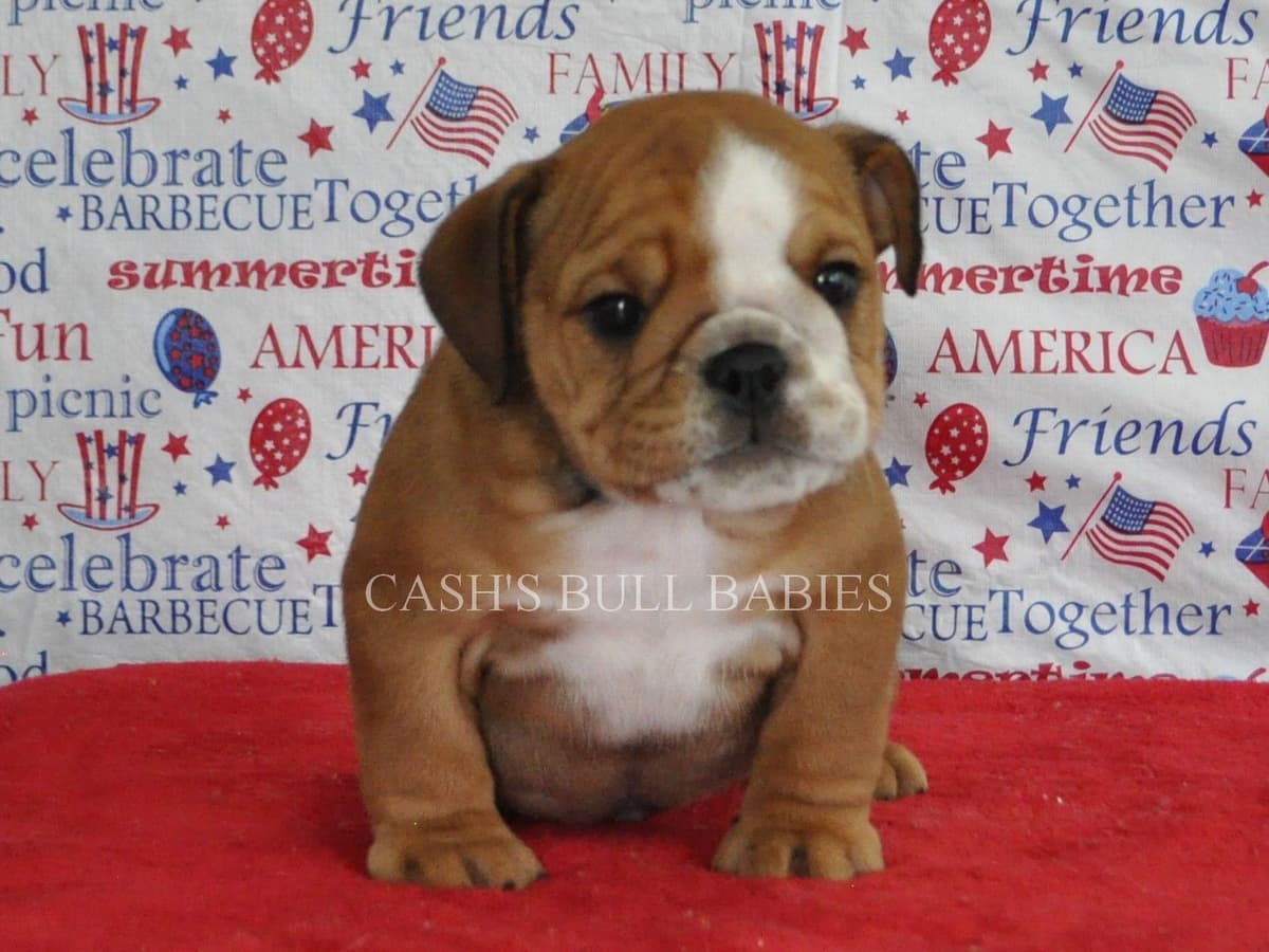 Dezi & Petey Litter breeder image 25