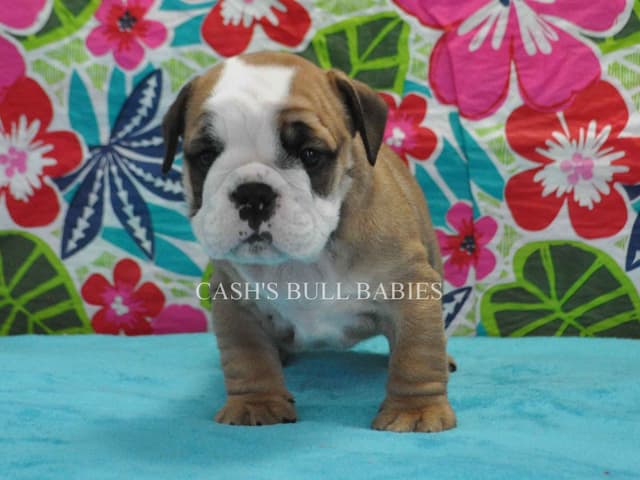 Tilly & Ryker Litter media 2