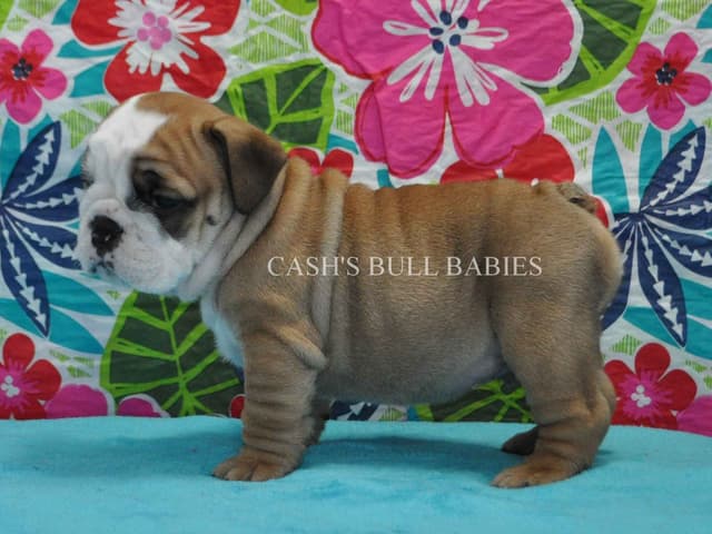 Tilly & Ryker Litter media 3
