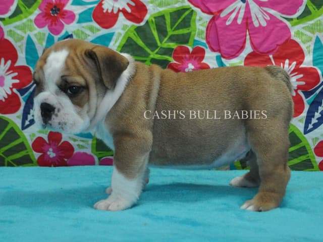 Tilly & Ryker Litter media 7