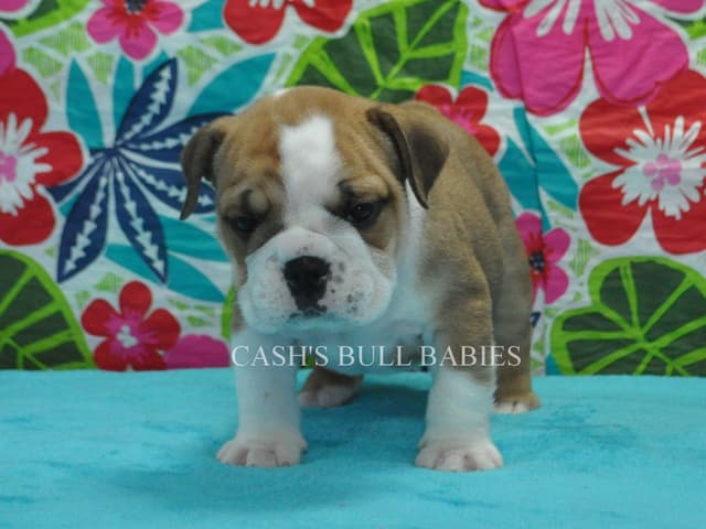 Tilly & Ryker Litter media 6