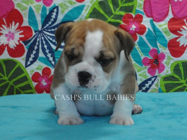 Tilly & Ryker Litter media 5
