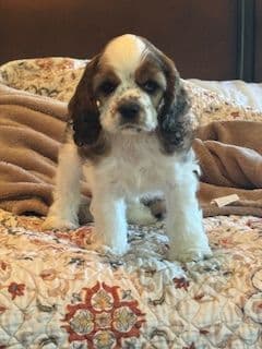 Little Creek Cocker Spaniels breeder image 1