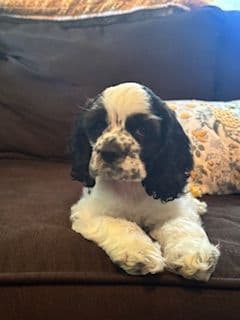 Little Creek Cocker Spaniels breeder image 2