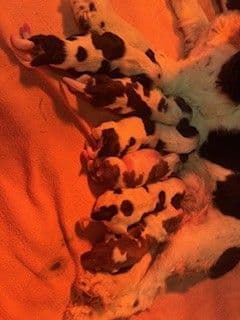 Little Creek Cocker Spaniels breeder image 3