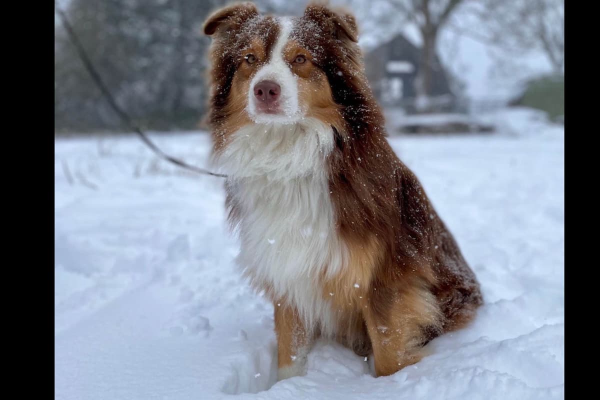 Australian Shepherd Puppies breeder image 1