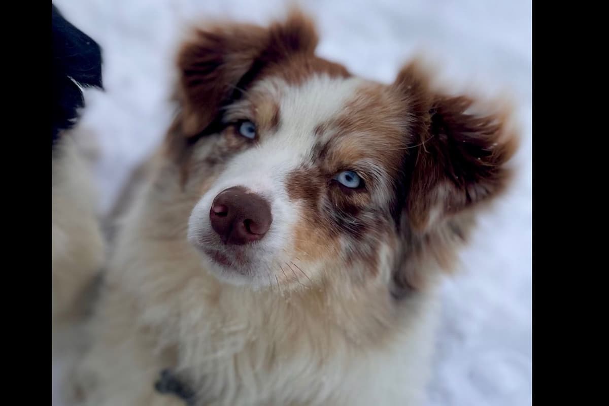Australian Shepherd Puppies breeder image 3