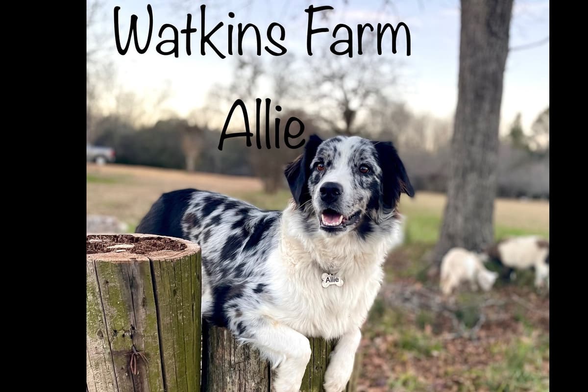 Australian Shepherd Puppies breeder image 4