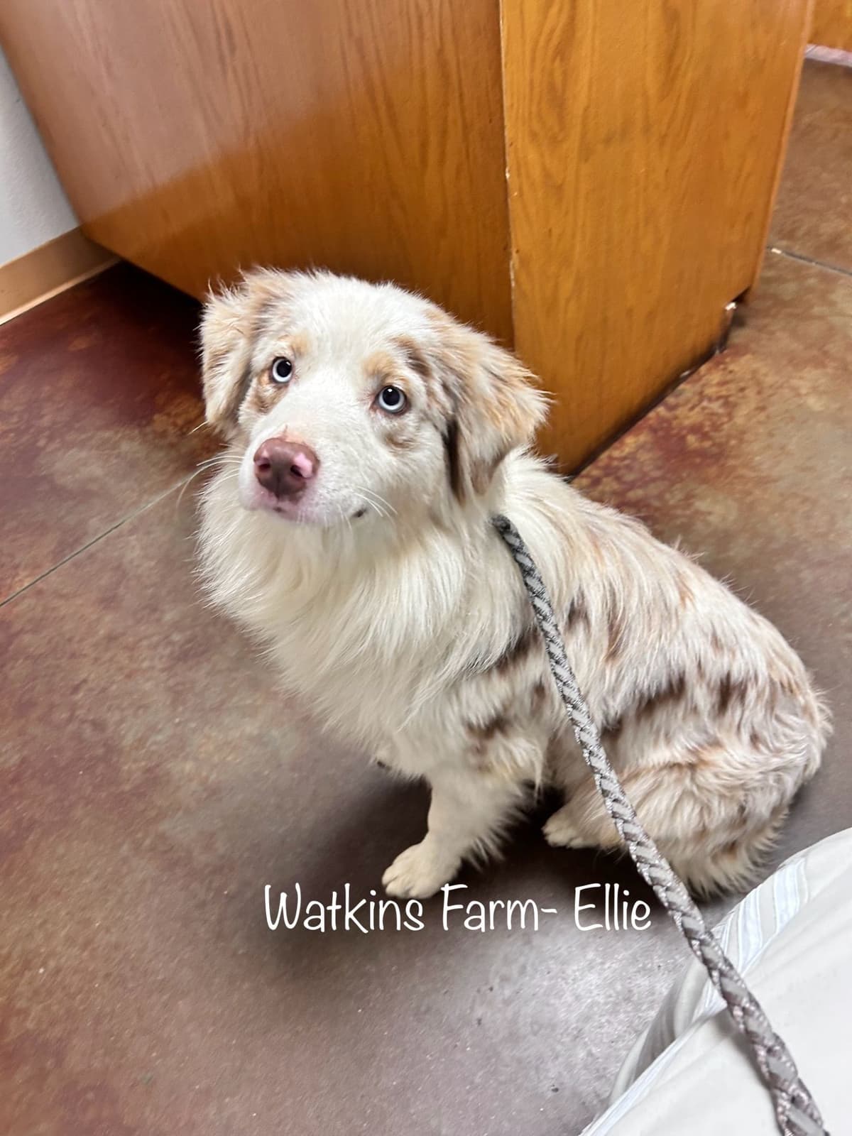 Australian Shepherd Puppies breeder image 7