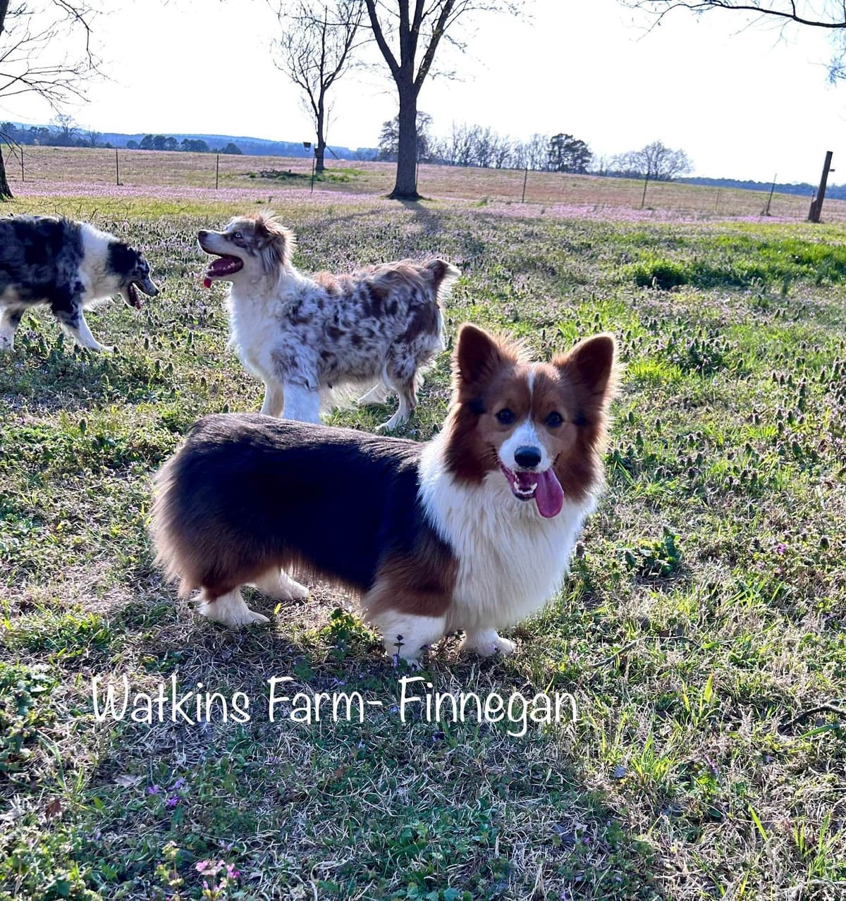 Australian Shepherd Puppies breeder image 8