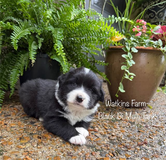 Australian Shepherd Puppies media 2