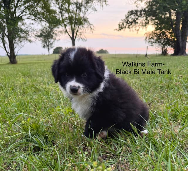 Australian Shepherd Puppies media 3