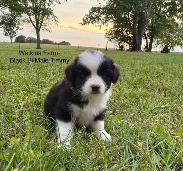 Australian Shepherd Puppies media 4