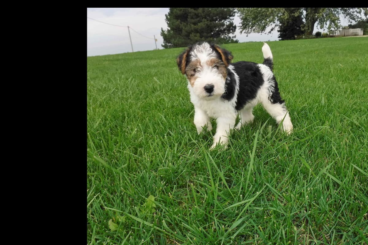 Wire Fox Terrier Puppies breeder image 2