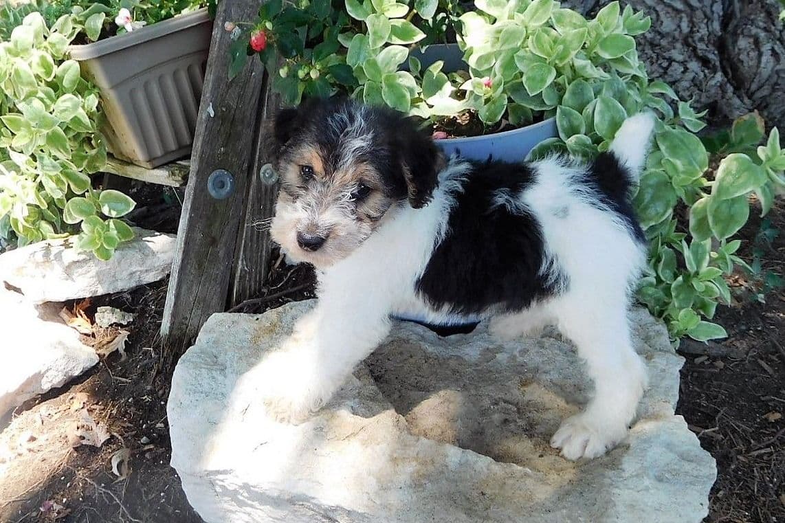 Wire Fox Terrier Puppies breeder image 3