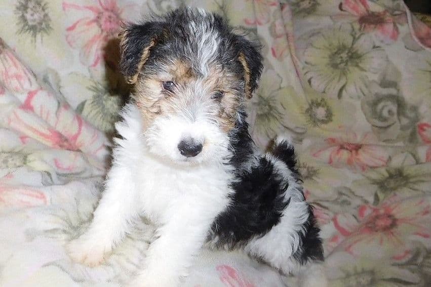 Wire Fox Terrier Puppies breeder image 4