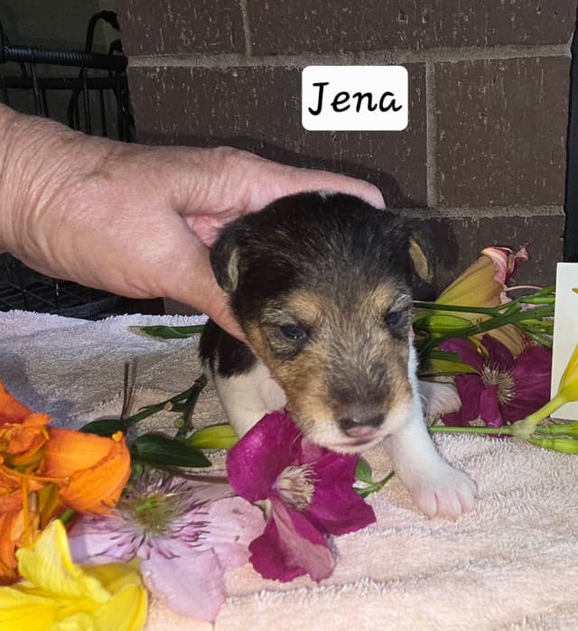 Wire Fox Terrier Puppies media 2