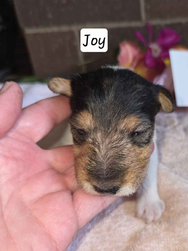 Wire Fox Terrier Puppies media 6