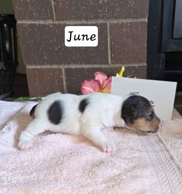 Wire Fox Terrier Puppies media 13