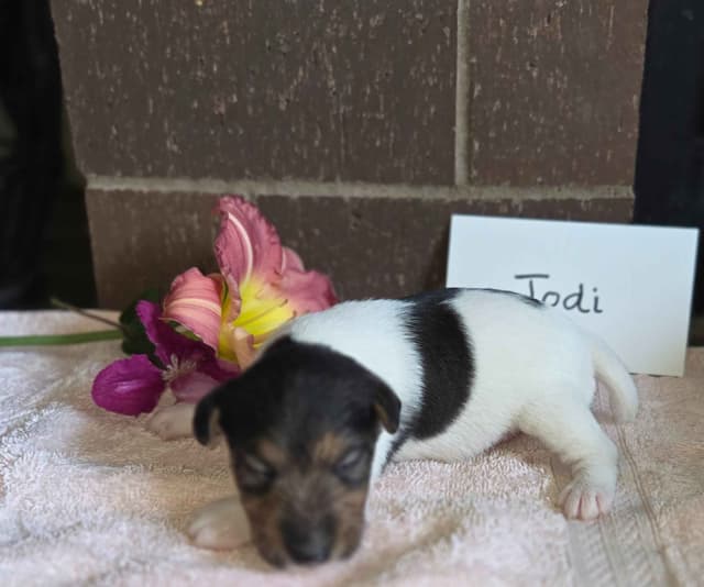 Wire Fox Terrier Puppies media 9