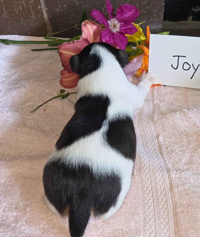 Wire Fox Terrier Puppies media 5