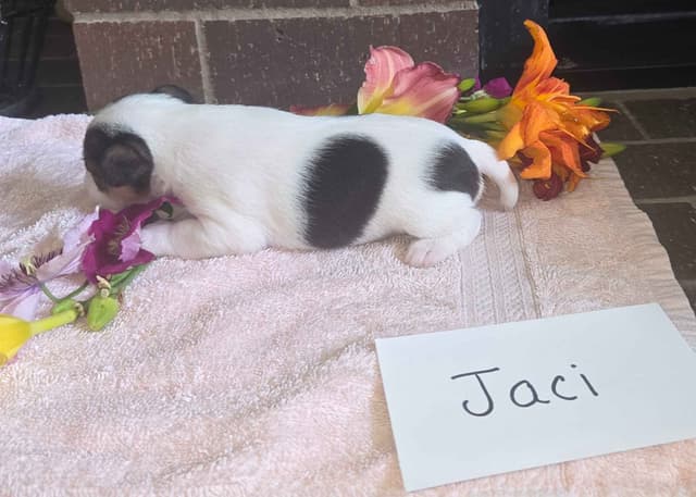 Wire Fox Terrier Puppies media 17