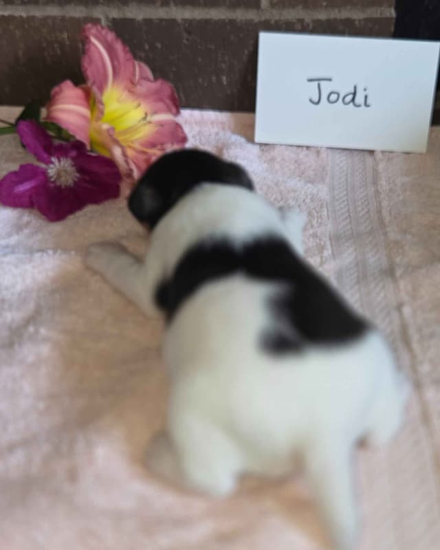 Wire Fox Terrier Puppies media 10