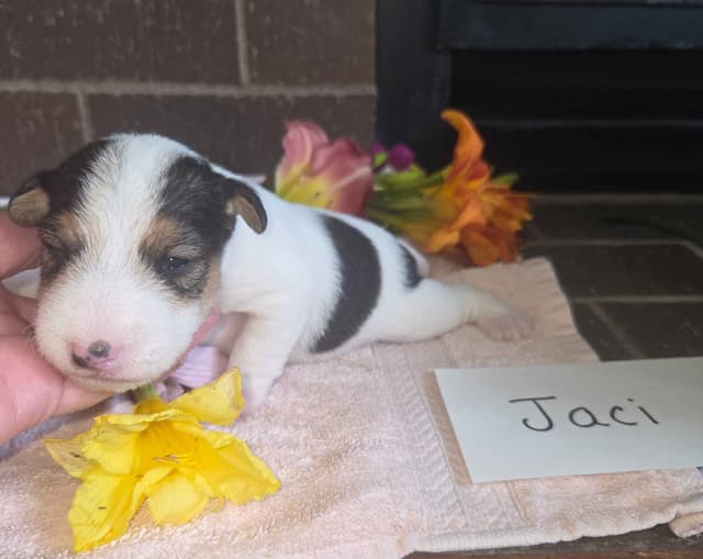 Wire Fox Terrier Puppies media 18