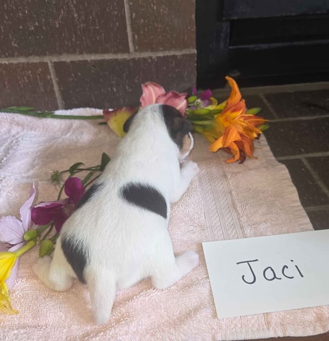 Wire Fox Terrier Puppies media 19