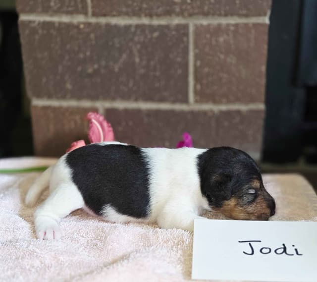 Wire Fox Terrier Puppies media 12