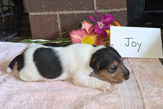 Wire Fox Terrier Puppies media 8