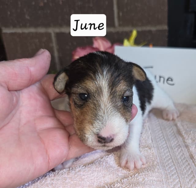 Wire Fox Terrier Puppies media 15