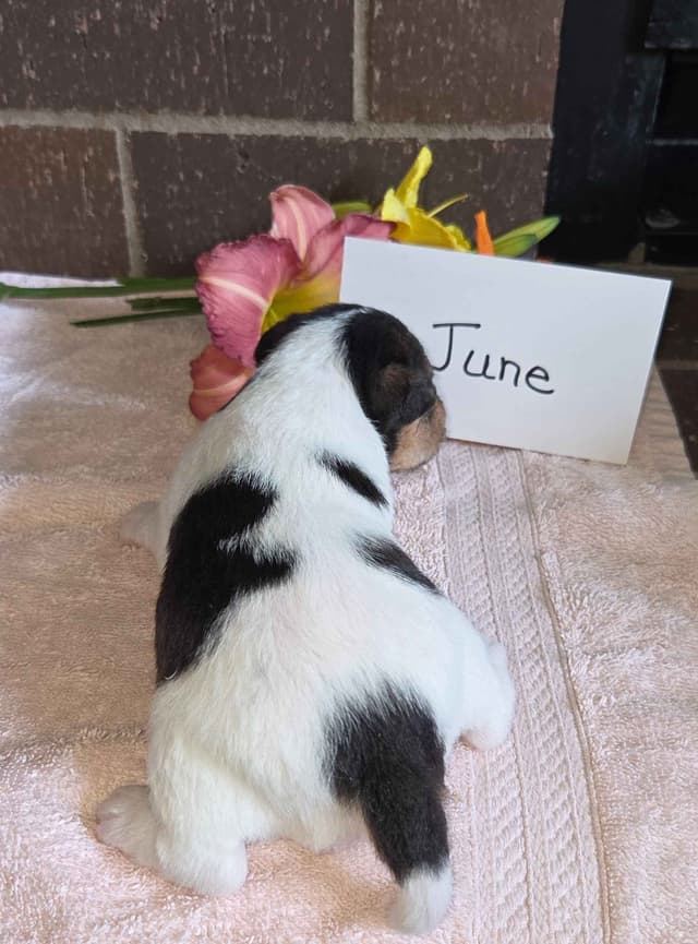 Wire Fox Terrier Puppies media 14