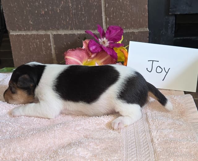 Wire Fox Terrier Puppies media 7